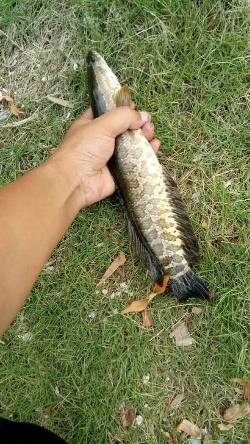 擒获黑鱼一枚 钓鱼王饵料钓黑鱼