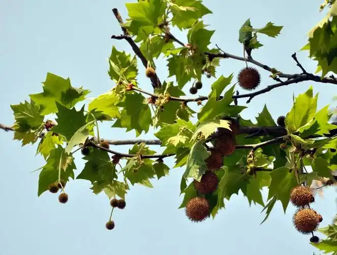 树干粗大侧枝繁多悬铃木图片赏析分享
