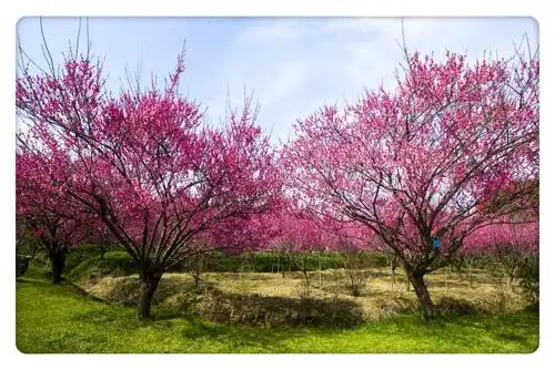 各种梅花27000余株