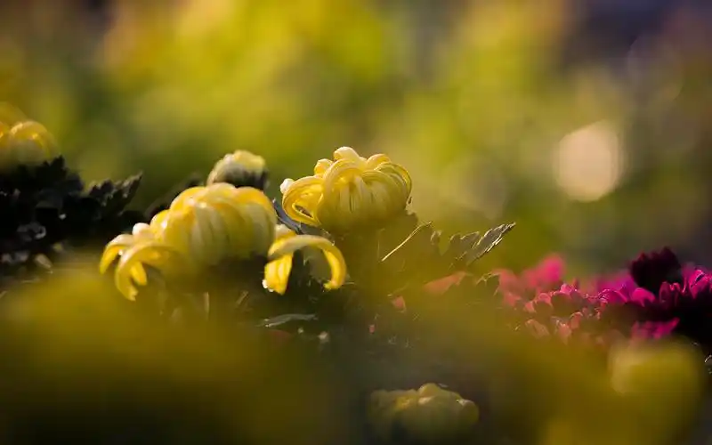 光影中的菊花唯美高清桌面壁纸