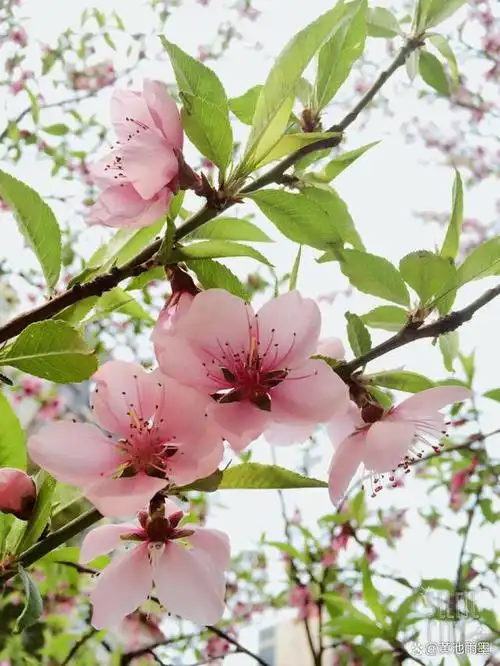 20首桃花古诗词桃之夭夭灼灼其华首首经典字字唯美