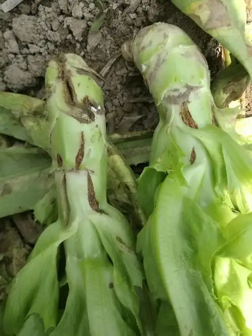 你好帮我看看为啥莴笋皮会烂