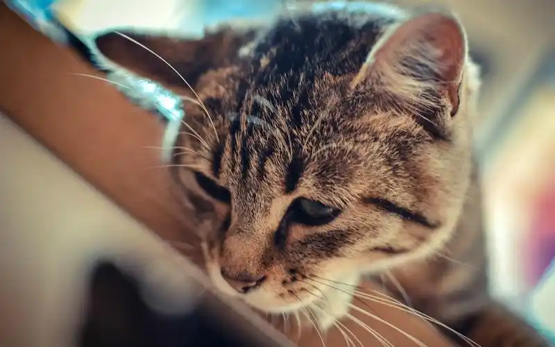 可爱萌系猫咪,高清图片,电脑桌面-壁纸族