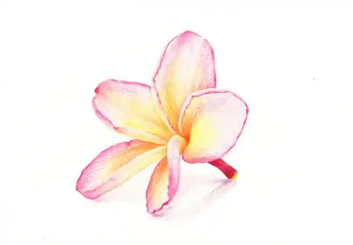 一看就懂的彩铅画小花步骤图抓起笔就能画