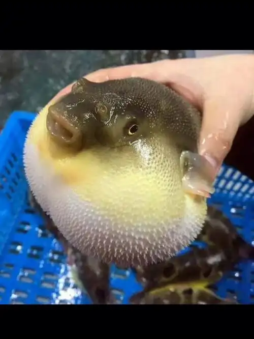 生气的河豚素材