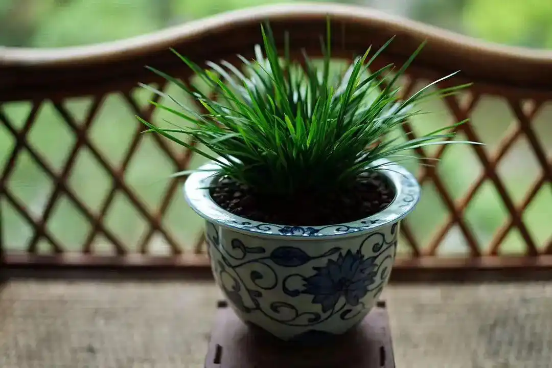 它位列"花草四雅",耐阴能力强,室内光照不好也能养好