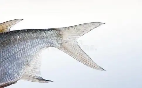 鲤科鱼鱼鱼鳍特写镜头照片.刻度织地粗糙的皮模式宏指令照片