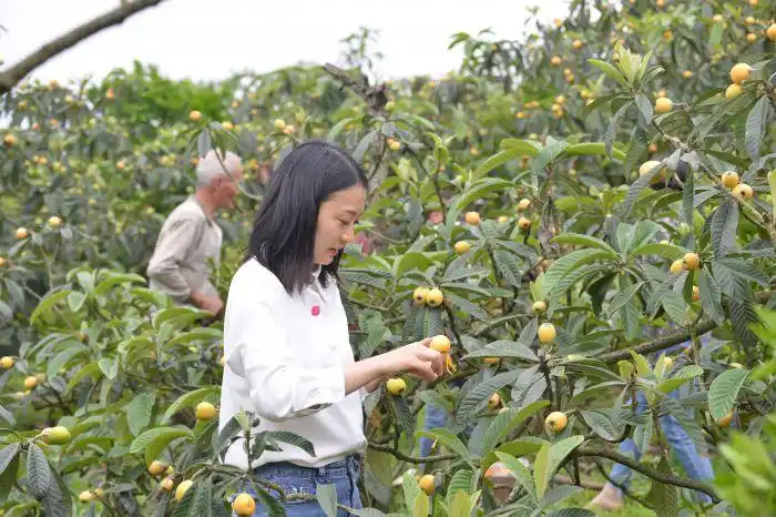 游客进园采摘"我们这里的枇杷,没给它套袋,让它伴随阳光自然成熟,口感