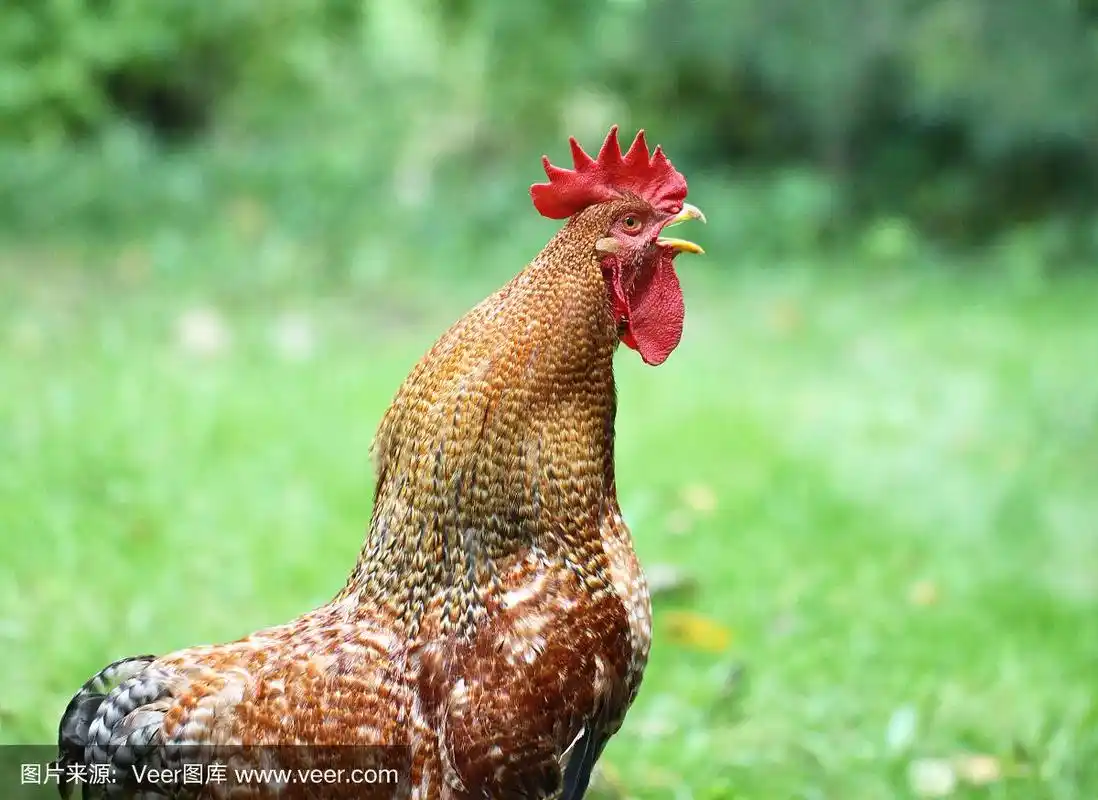 漂亮的公鸡