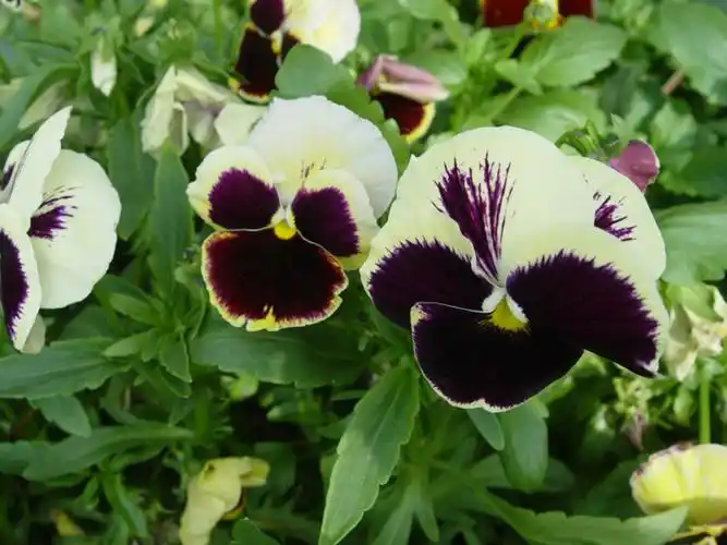 你从未见到过或者没有注意到美丽嵌合体花 - 泉水叮咚 - 千里菜花香