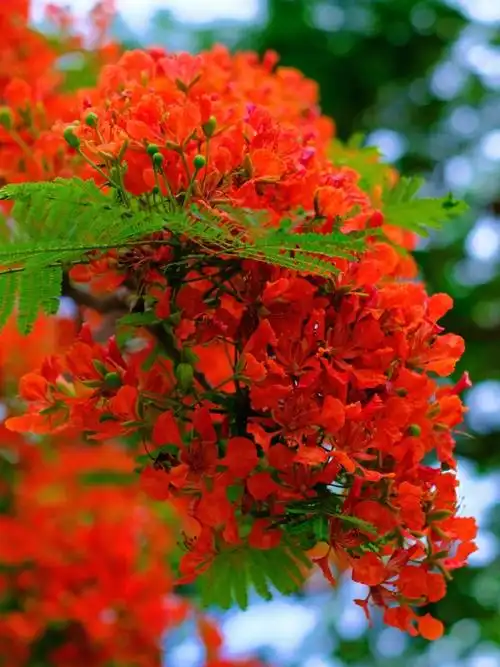 花语:离别,思念