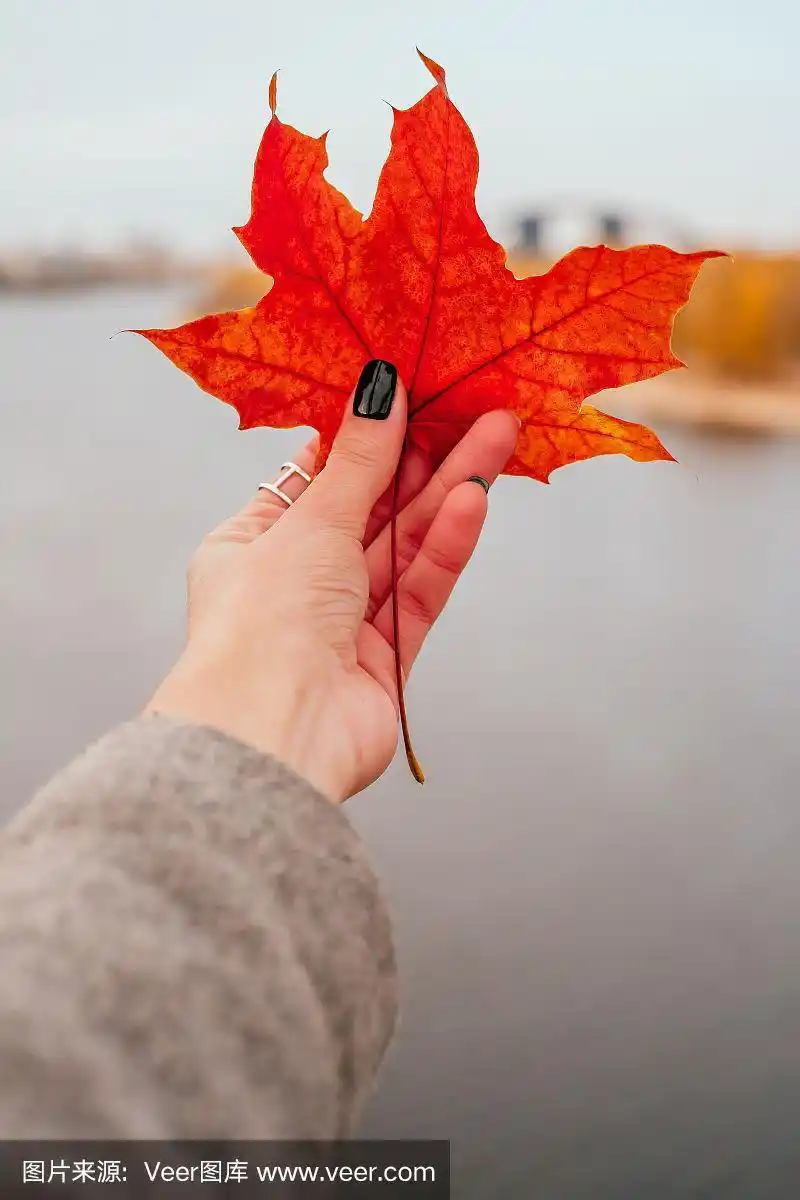 手里拿着红枫叶