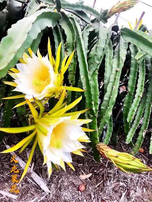 夜间的火龙花更美