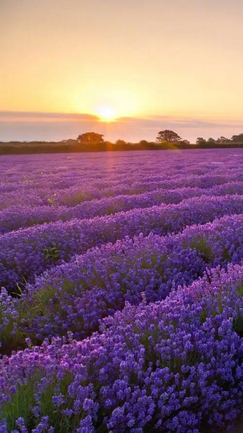 唯美自然风景图片高清手机壁纸