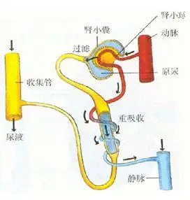 (图1-3 尿的形成过程示意图)