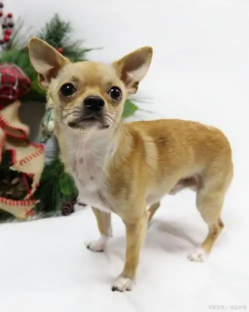 吉娃娃犬的优缺点有哪些