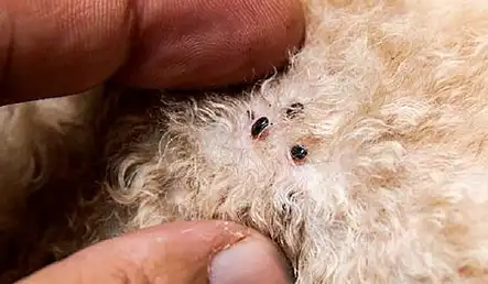 狗狗身上有跳蚤?这些"偏方",让狗和跳蚤说拜拜!_驱虫_肠胃_进行