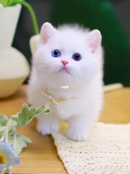 纯白异瞳鸳鸯眼纯白矮脚猫曼基康短腿猫