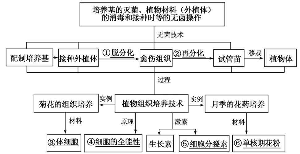 选修1 专题3 植物的组织培养和酶的研究与应用