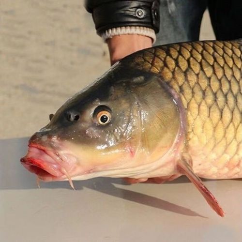 【微山湖野捕鲤鱼】正宗鲤鱼新鲜鲜活四鼻鲤鱼大鱼活鱼现杀淡水鱼