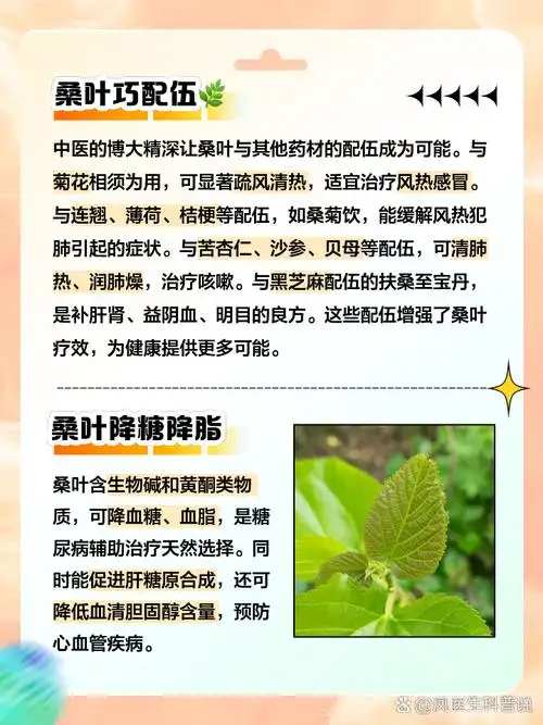 桑叶水功效和作用 94桑叶,这一看似普通的叶片,其实蕴含着丰富的