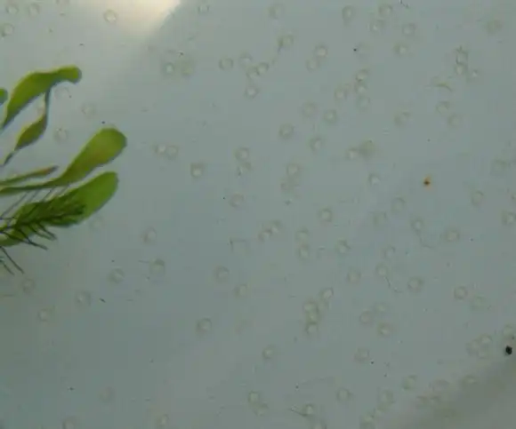 你知道金鱼如何繁殖的吗 ? 十天记录鱼卵孵鱼全过程 !