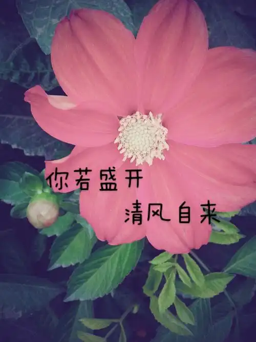 你若盛开,清风自来