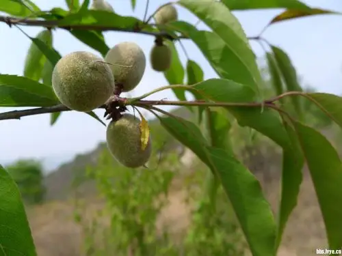 刚刚在山上拍的野山桃
