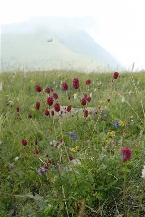 地榆见过吗止一切体内异常之血