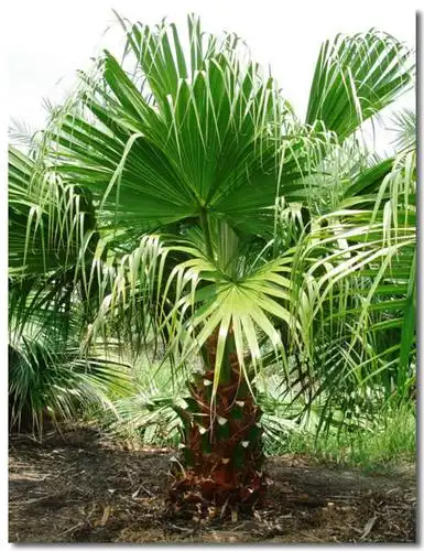 蒲葵的图片资料