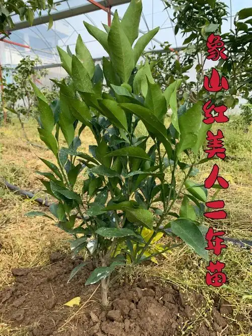 正宗的象山红美人树苗13年苗