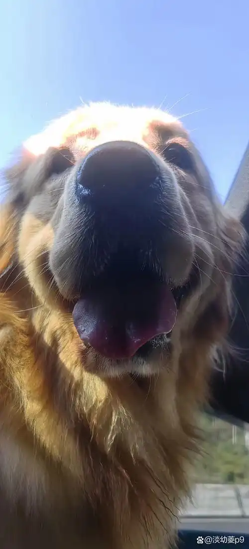 不为别的,又和咱狗子有关,关键的关键,咱狗子又是无辜躺枪