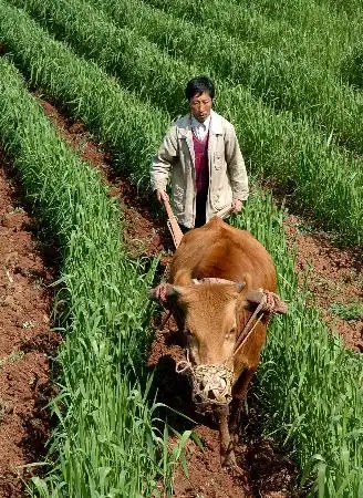 日,贵州省黔西县素朴镇古胜村的一位农民在长势良好的麦地里翻整土地