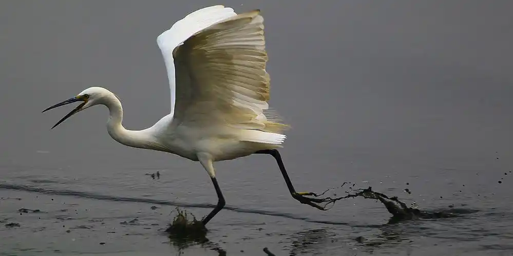 人民保险 水鸟保险
