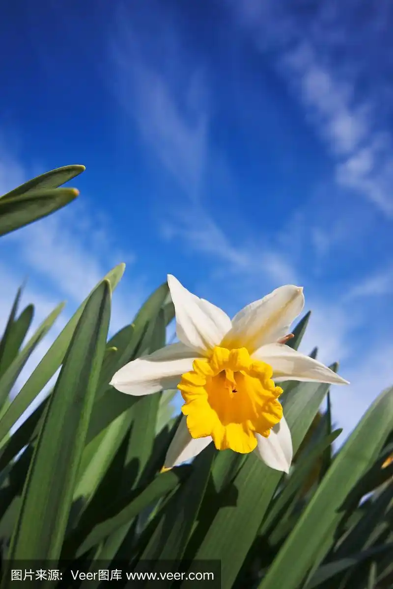 蓝色天空下水仙花的特写