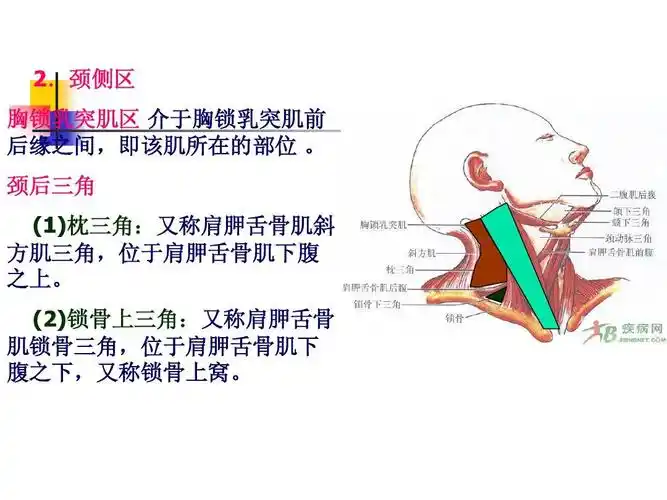 颈后三角 (1)枕三角:又称肩胛舌骨肌斜 方肌三角,位于肩胛舌骨肌下腹