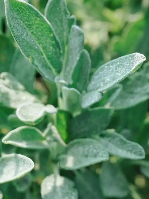 这里有着几十种香草植物与植物染材料和特别品种蔬菜品种.