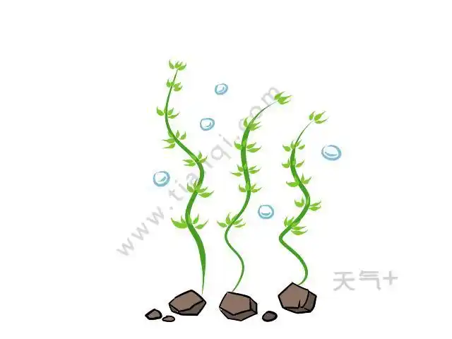 水草简笔画水草的简单画法
