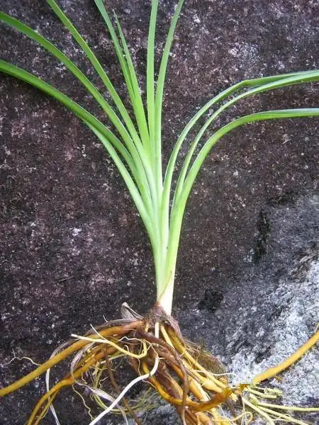 黄花菜的根叫金针头可煮肉吃治病