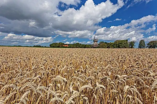 庄稼地图片_图片大全