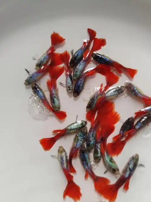 白金红尾孔雀鱼