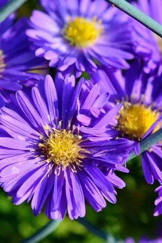 紫色的花瓣,翠菊,花卉 4k