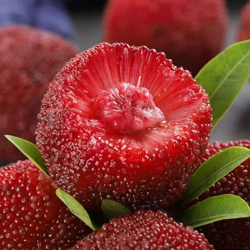 杨梅新鲜水果净重6斤当季顺丰非仙居云南东魁大杨梅现摘现发