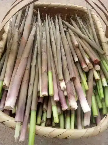 安乡山里有种"珍宝"!外面卖很贵!你吃过吗?_竹笋