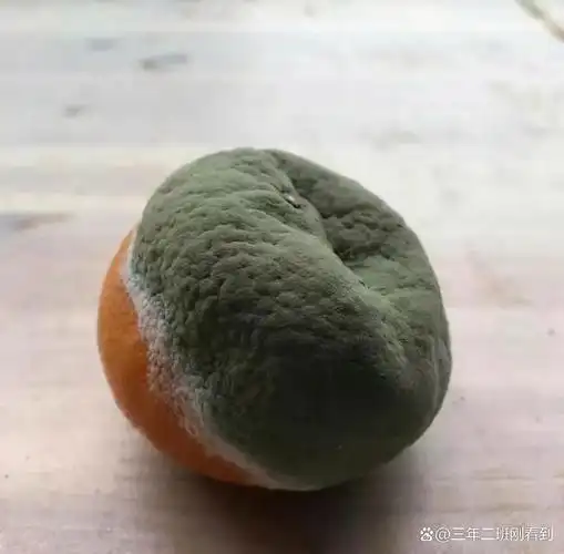 大家好,今天看到网上在讨论霉菌对身体的危害,刚好我这几天因为身体