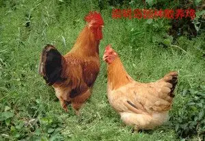 崇明岛散养林园老母鸡一只(5斤-5.5斤左右)!肉质紧实饱满!