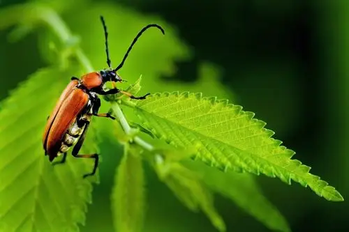 【36/曲纹花天牛】