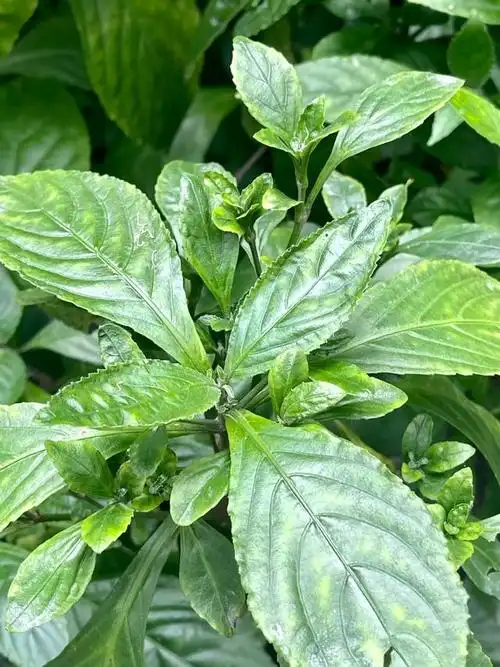 王老吉,五花茶,夏桑菊,板蓝根……你能想到的凉茶植物,这里都有!