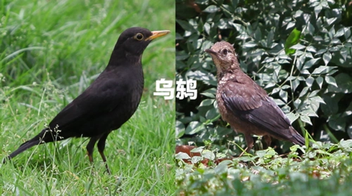 乌鸫的成年雄性和幼鸟