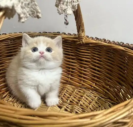 小呆萌乳白曼基康弟弟蹲家长